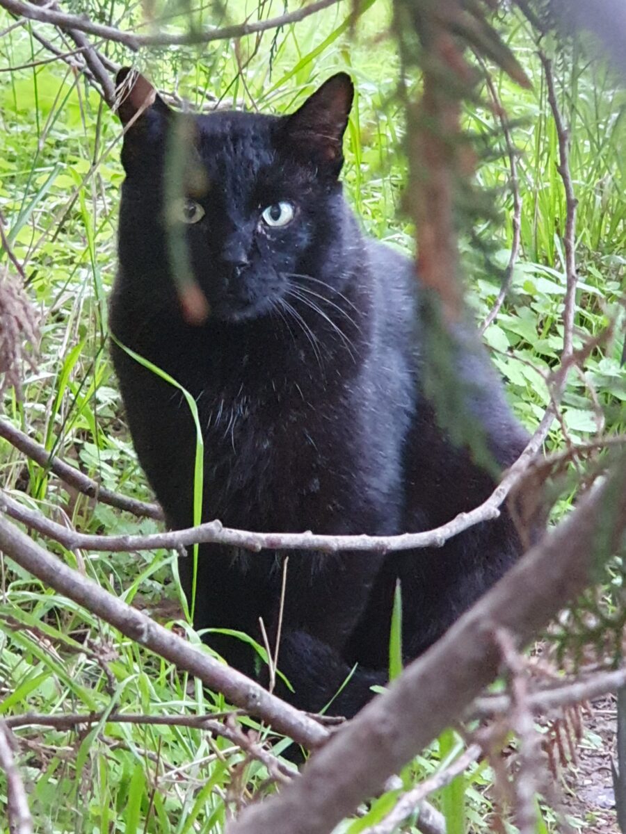 Encontrado gato negro