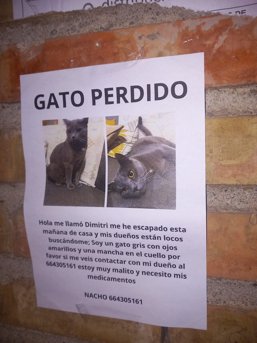 Gato Gris