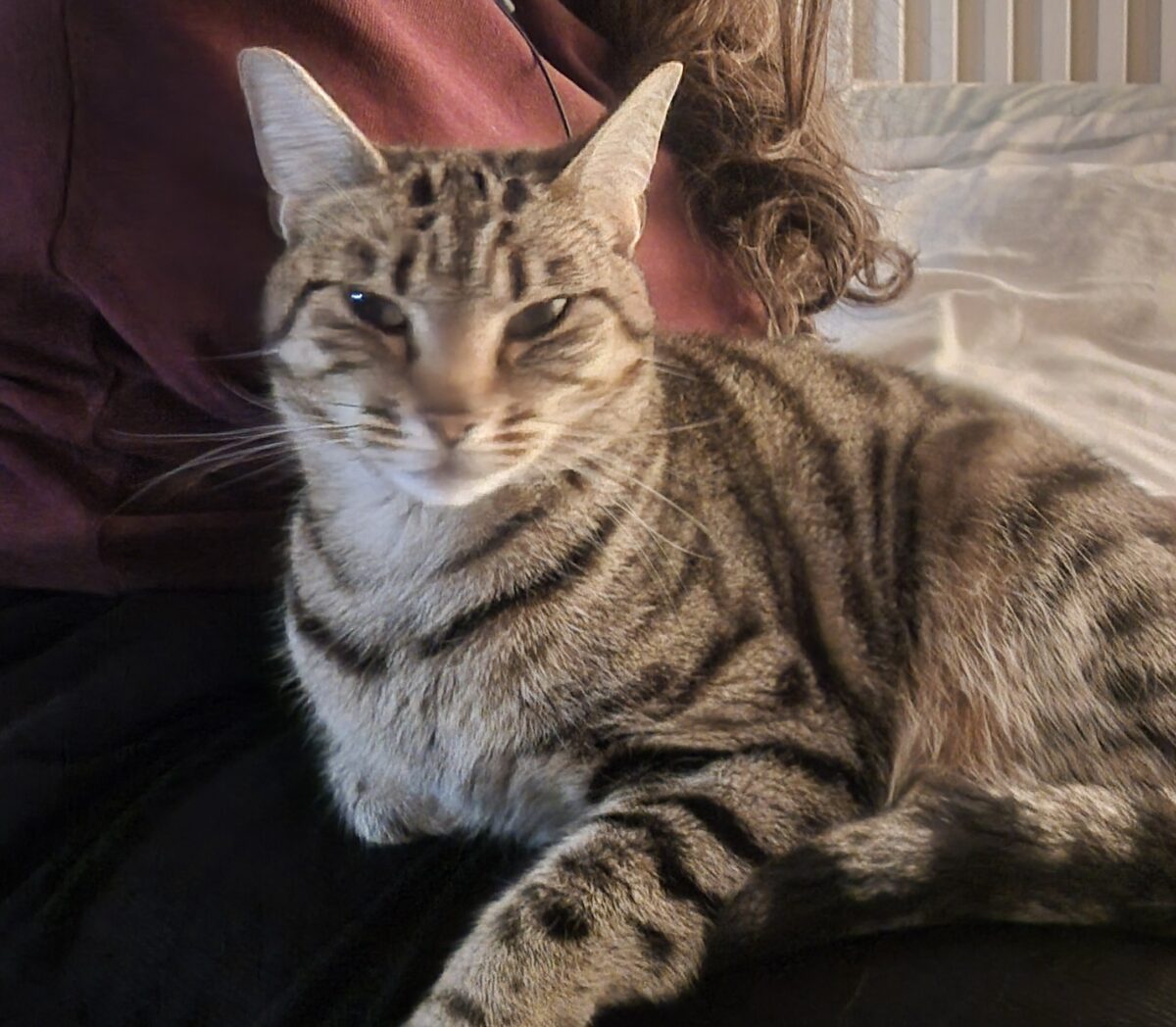 He perdido a mi gata Asoka