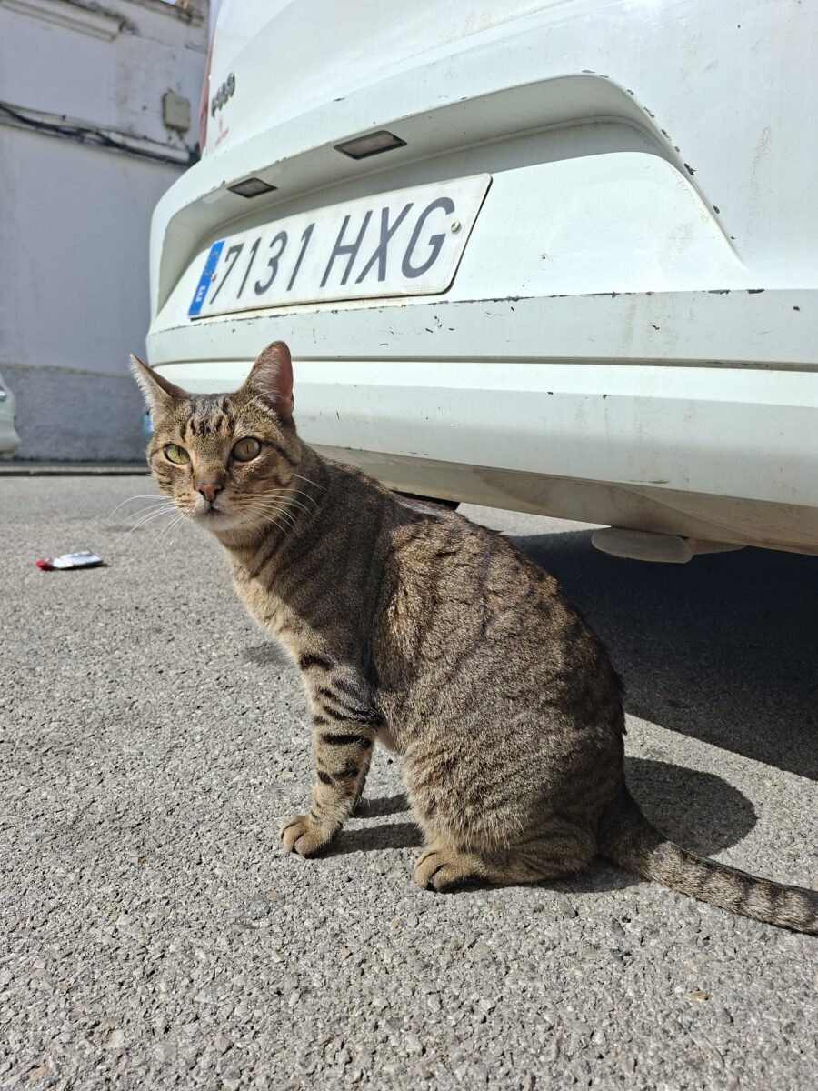 Gata encontrada (posible perdida)