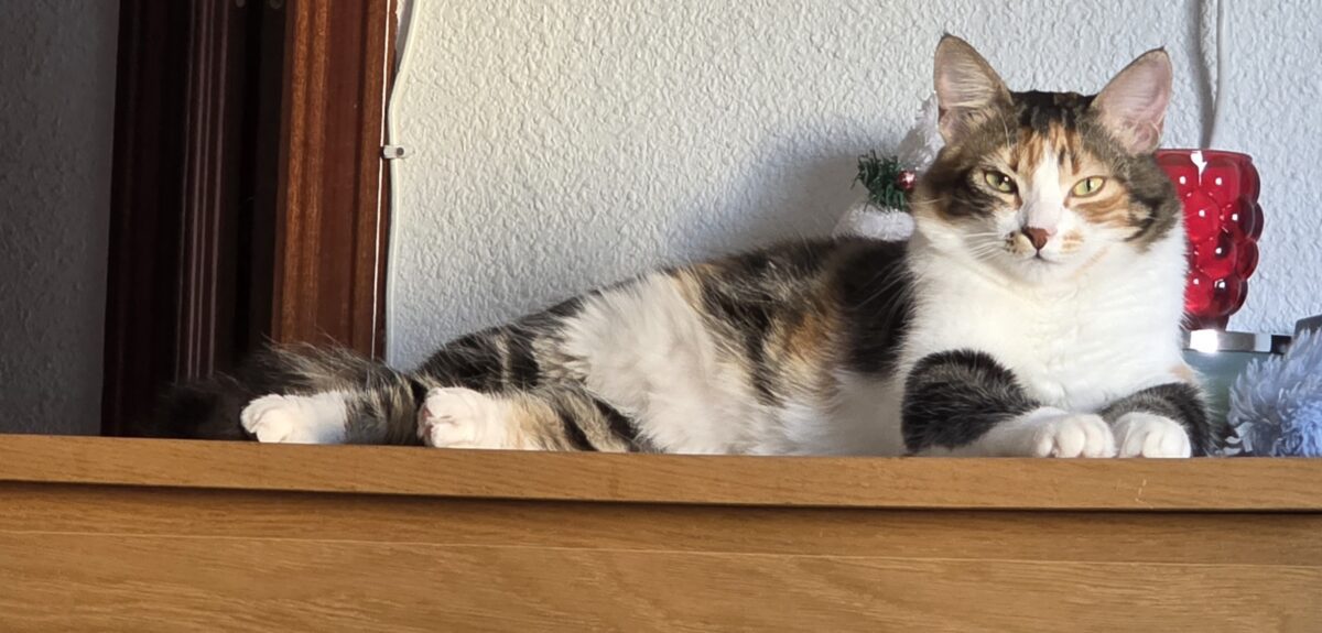 GATA TRICOLOR PERDIDA