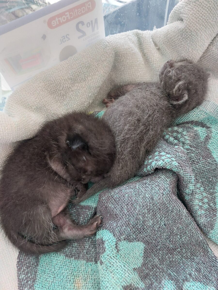 2 gatitos lactantes necesitan acogida