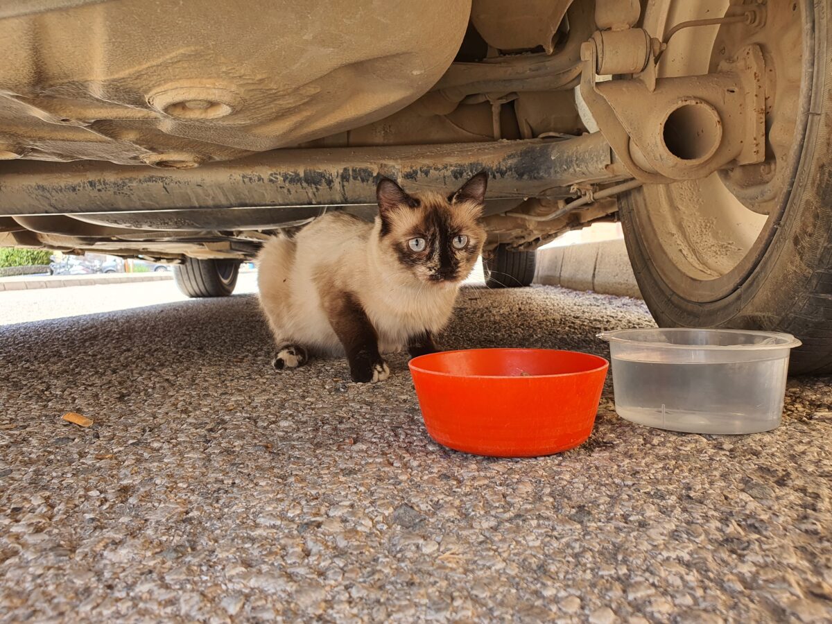 Gata siamés