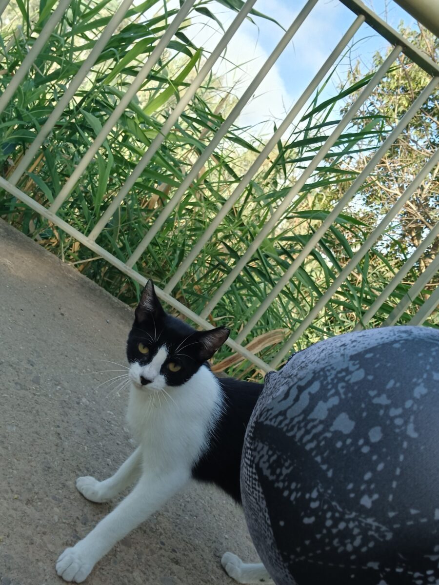 Gato en la Macarena