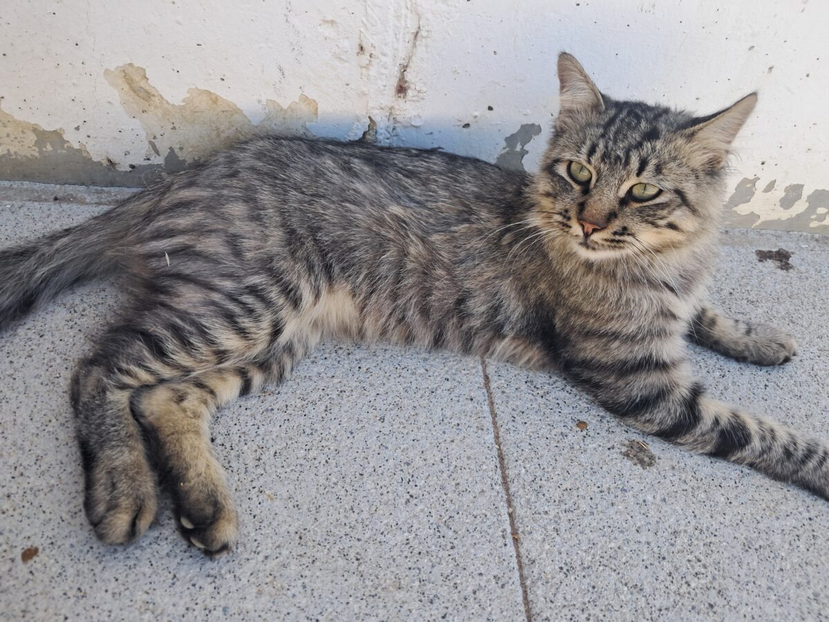Gato perdido o abandono