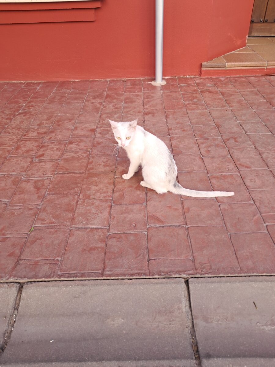 Gata perdida o posible abandono