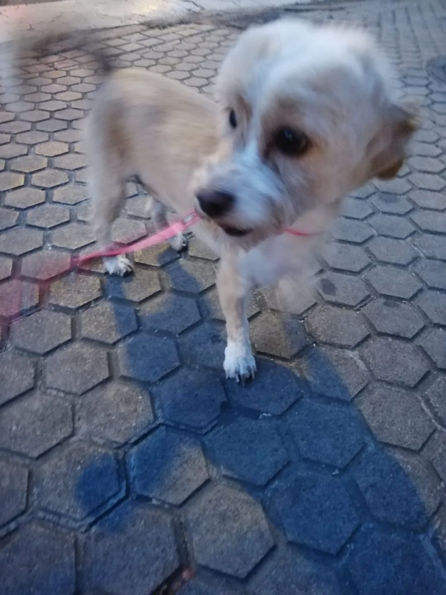 PERRITA PERDIDA