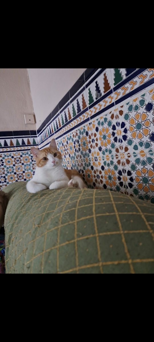 Gato perdido