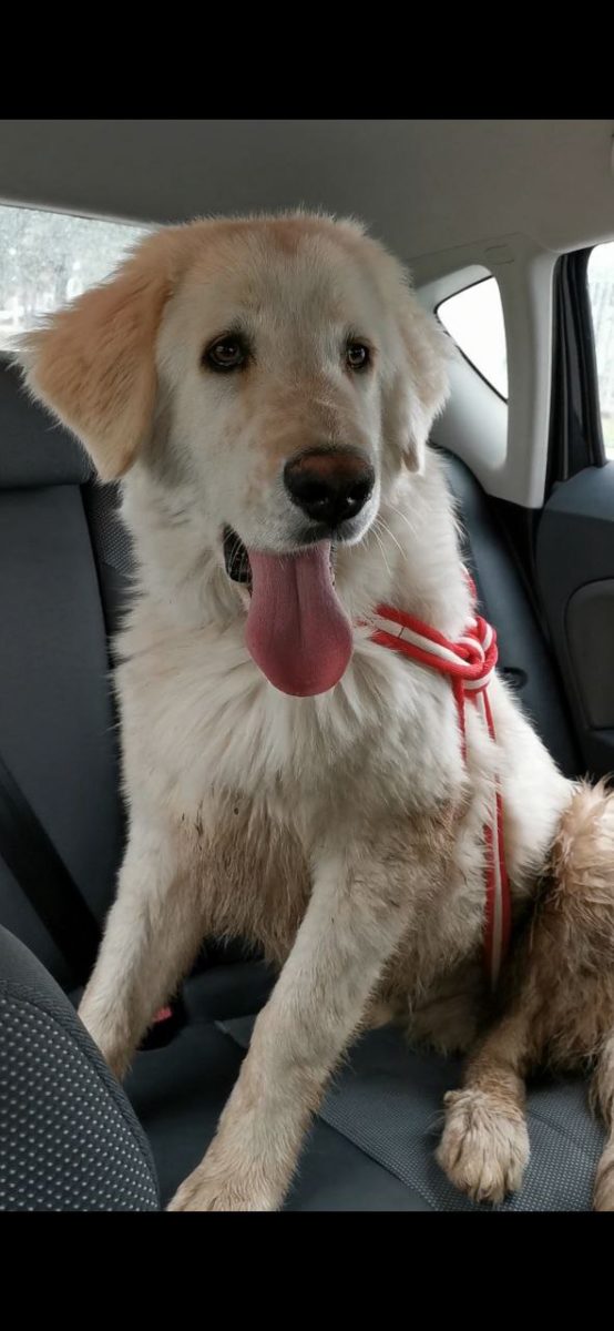 Perro encontrado