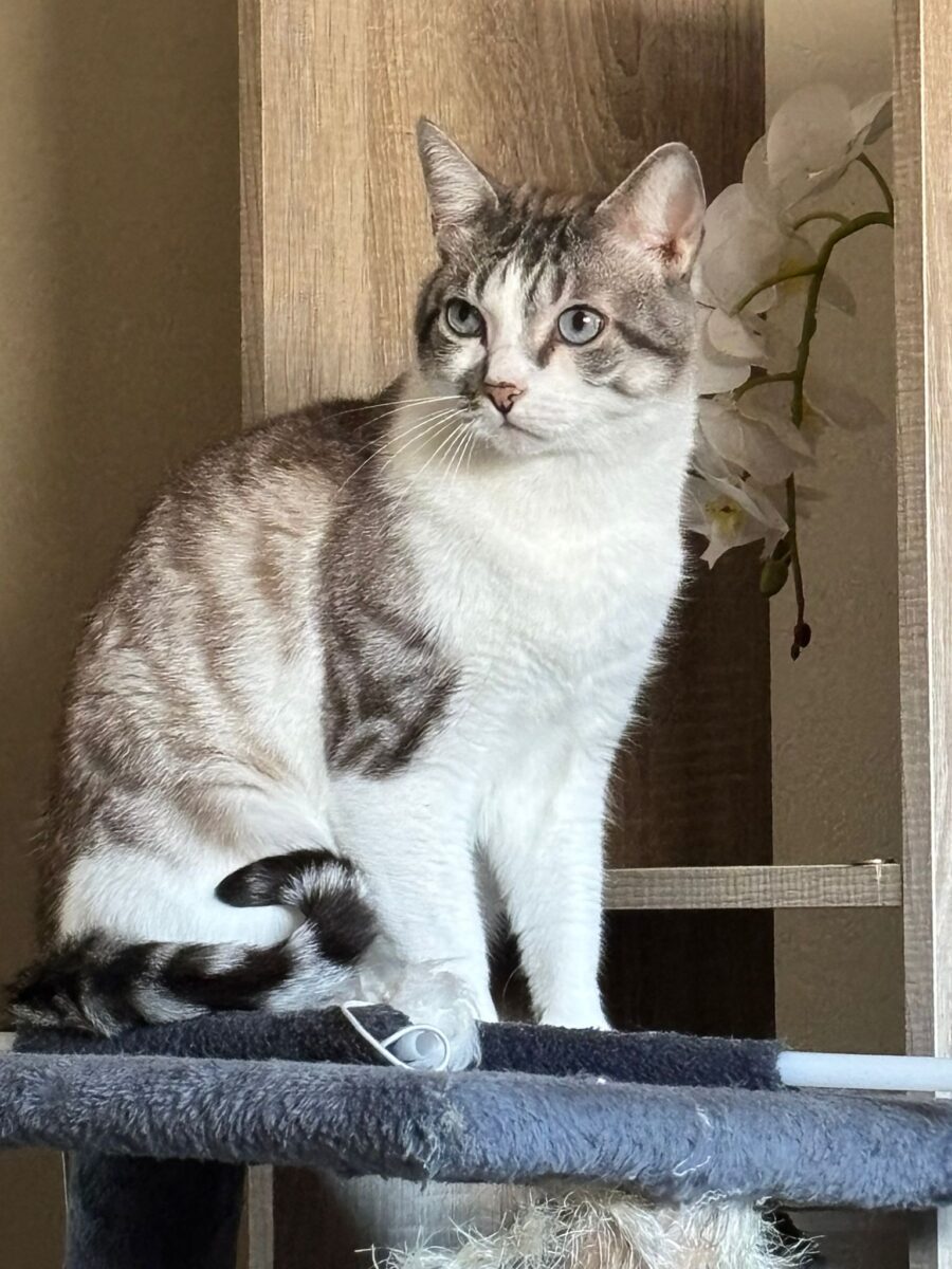 Gato perdido en Valdezorras ( Sevilla)