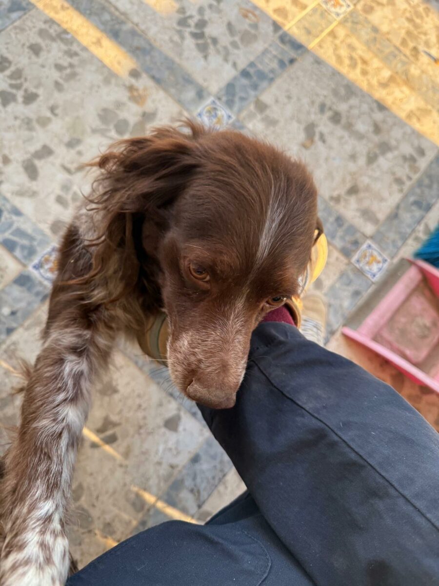 Perrita perdida con microchip