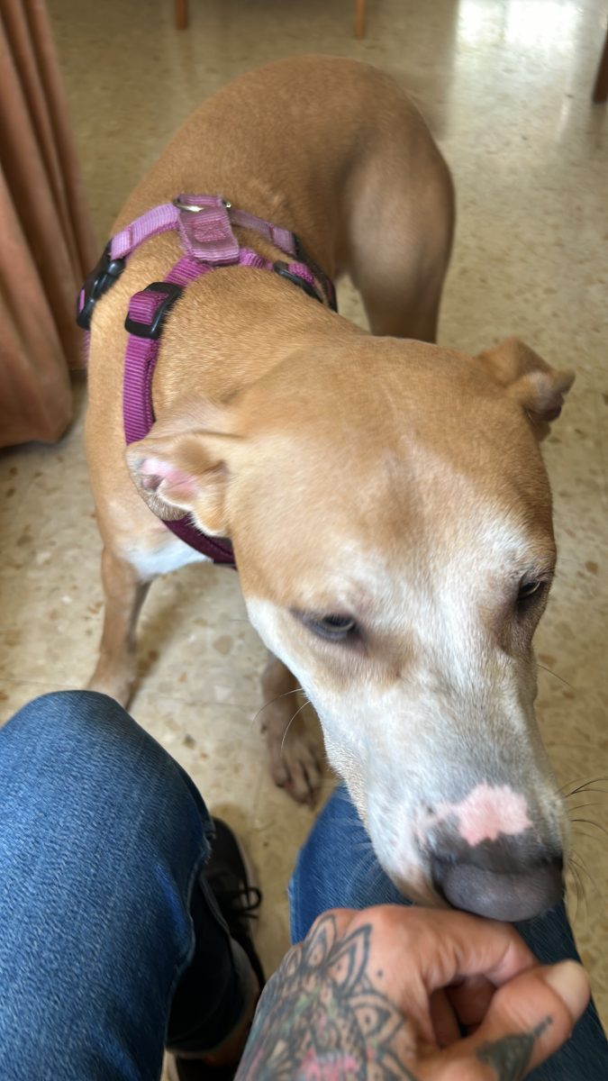 Perro encontrado