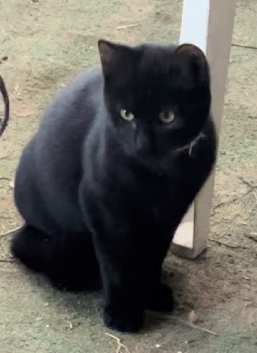 Gatito perdido en Valdezorras