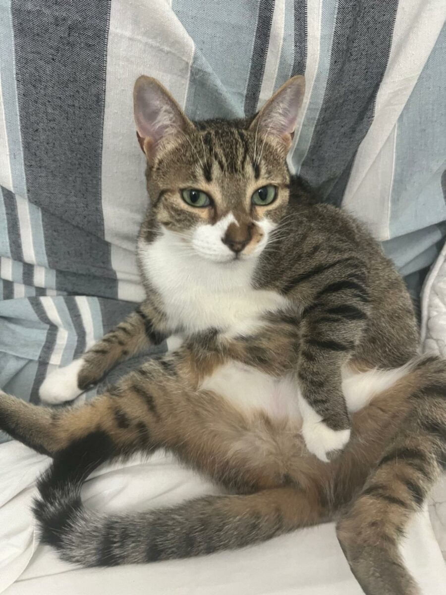 Gata Hembra perdida