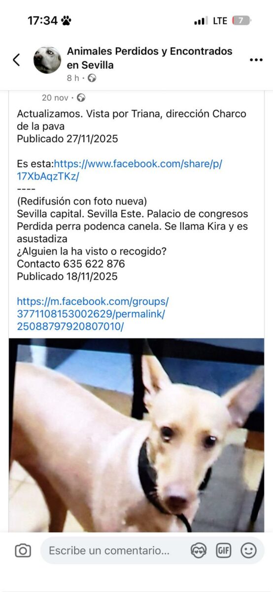 Perra podenca perdida