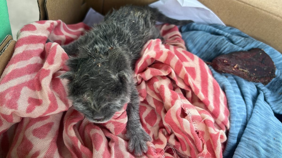 Gatito encontrado