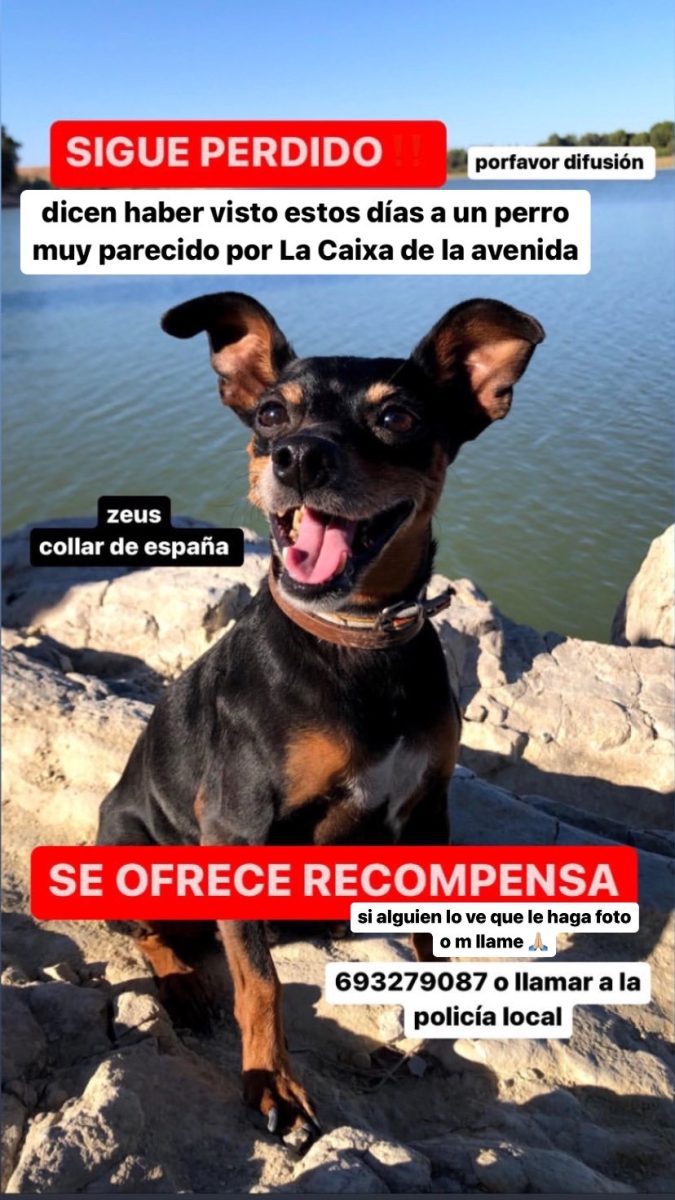 Pincher perdido