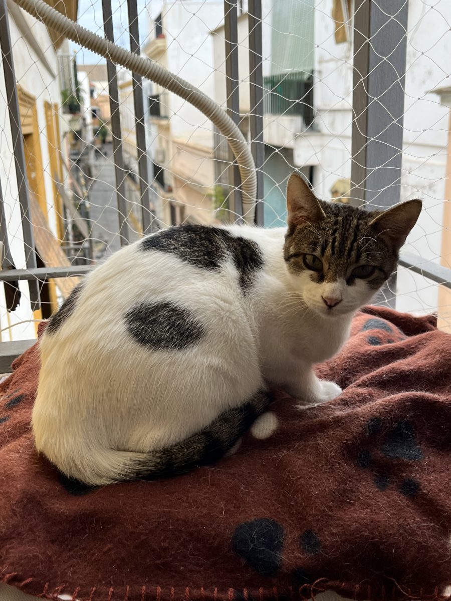 Gata perdida en calle redes-calle goles