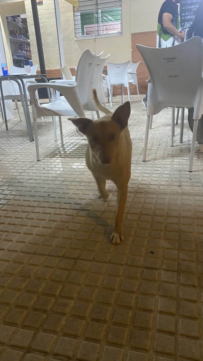 PERRO ABANDONADO