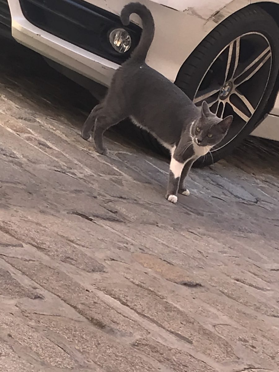 Gata perdida en calle Santa Clara