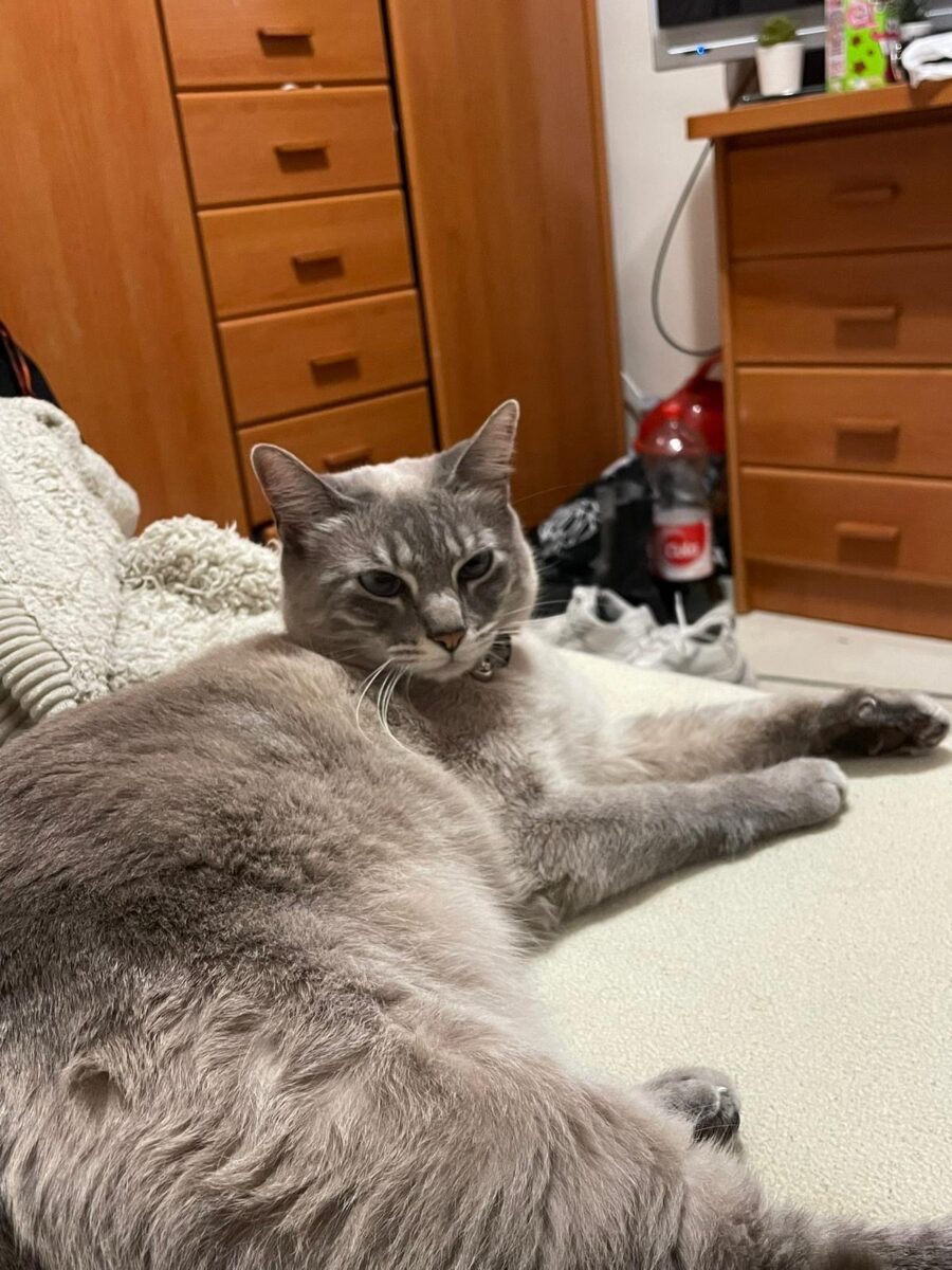 Gata Perdida