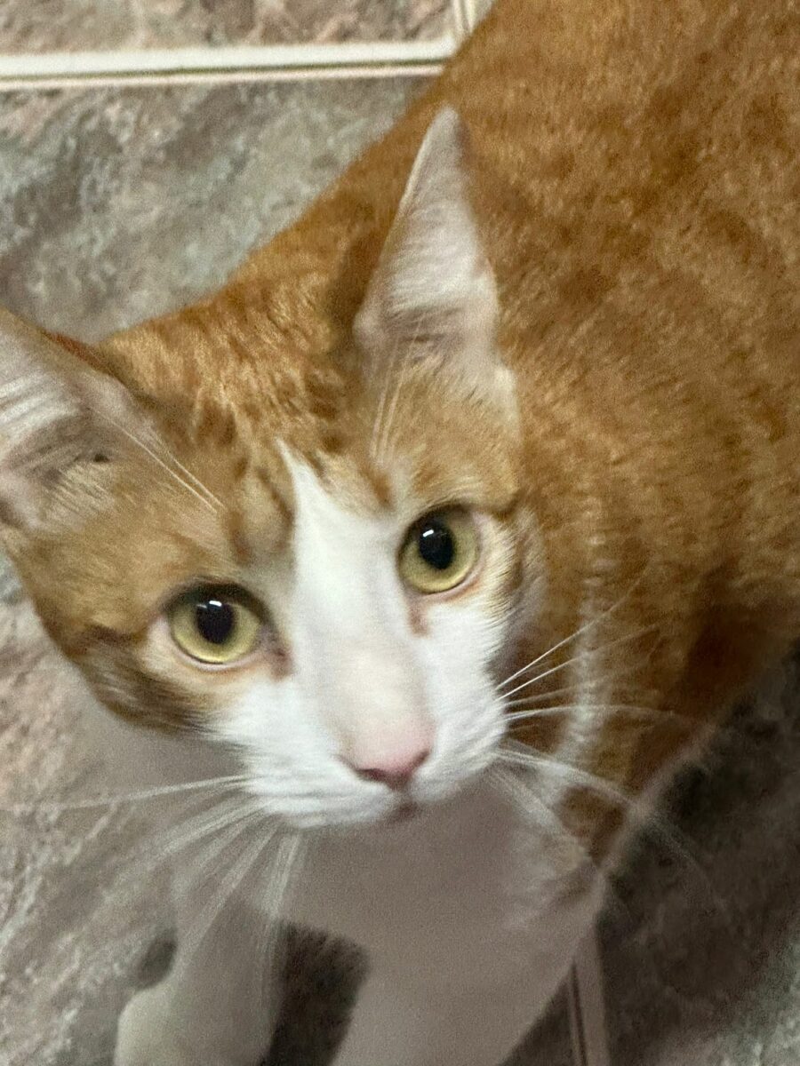 GATO PERDIDO- RECOMPENSA 300€