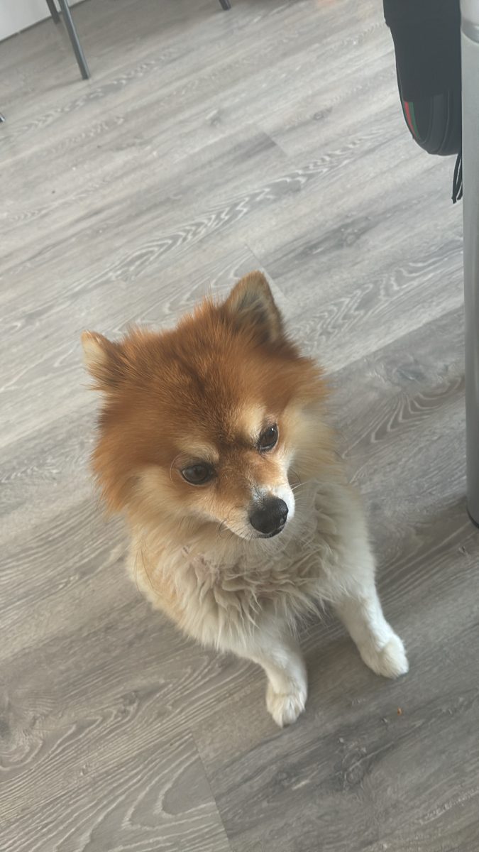 Pomerania perdido en la urbanización La Ramira, cerca de Morón de la Frontera.