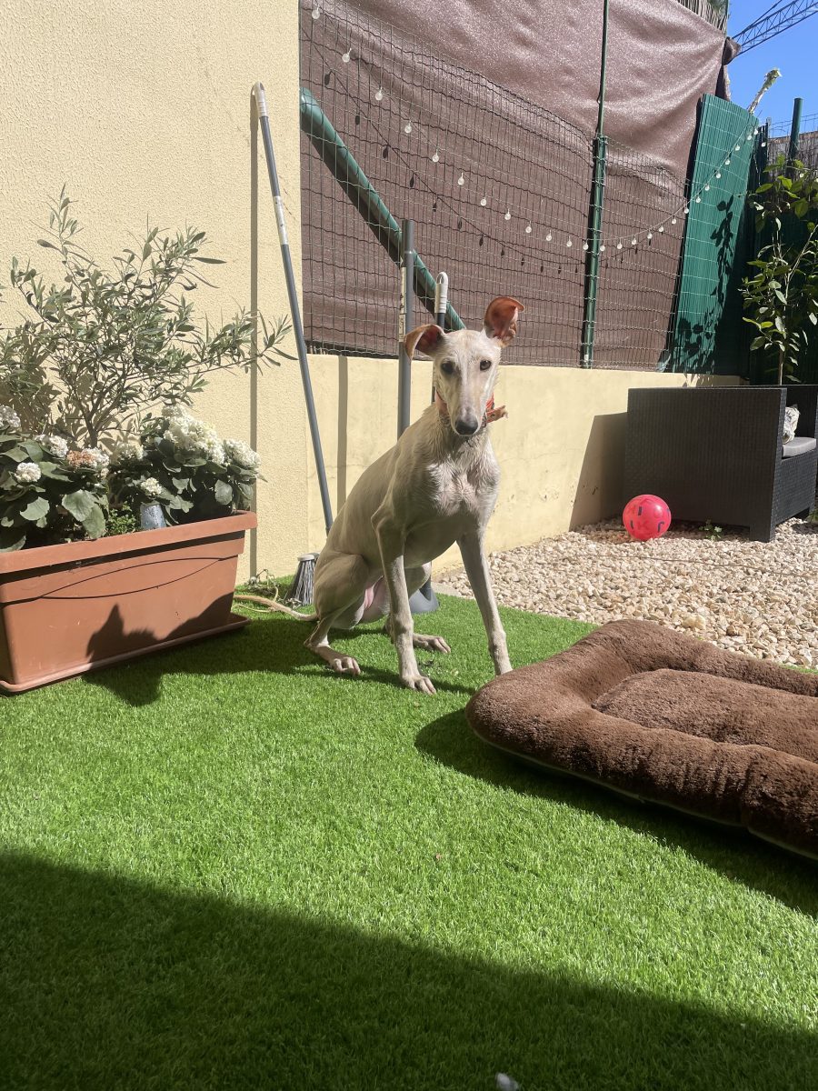 Galga blanca encontrada en la negrilla