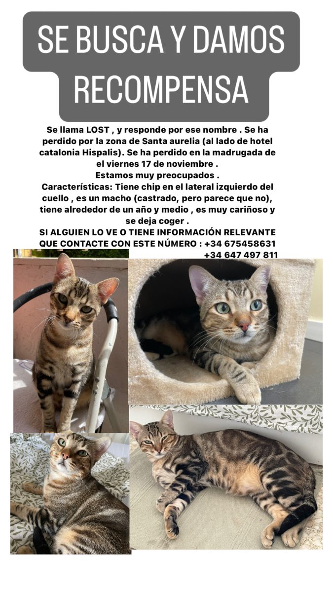 GATO MACHO ATIGRADO PERDIDO. URGENTE