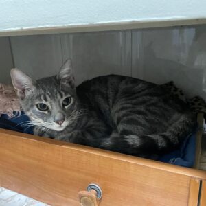 98f3ceae-0ac1-49ce-9f7f-e613851da815