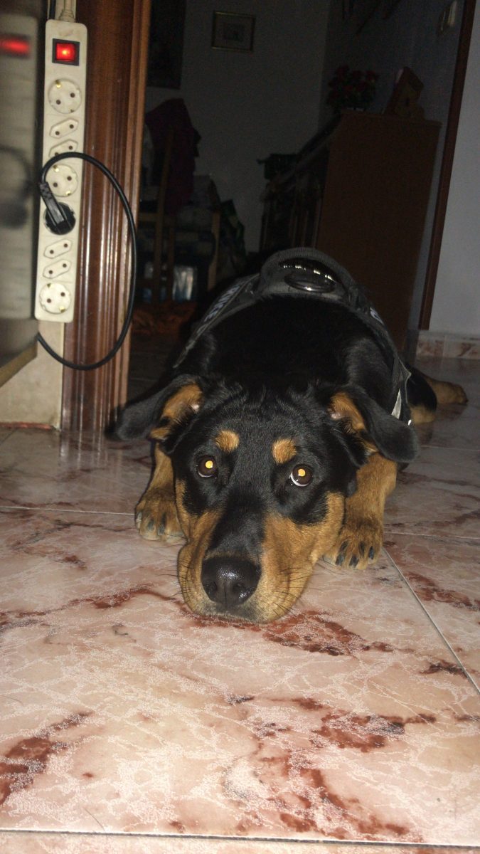 Perro. Urgente