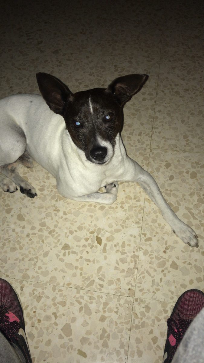 Bodeguero encontrado en los bermejales