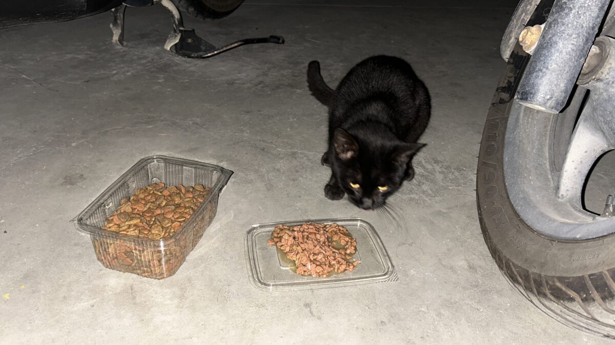 Gatito negro de unos 6 meses
