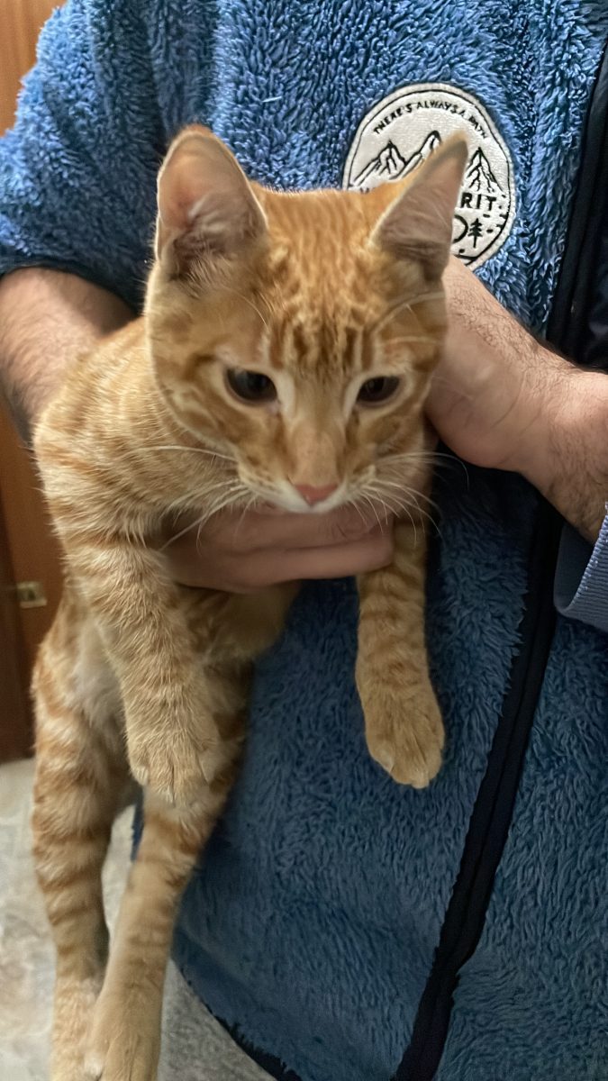 Gato encontrado