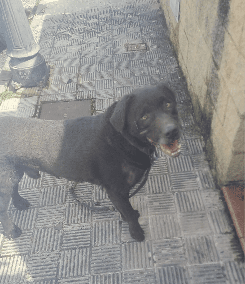 Perro con correa visto por Espartinas y Villanueva del Ariscal