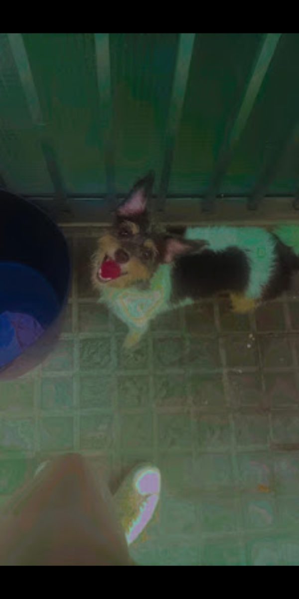 Se busca perrita