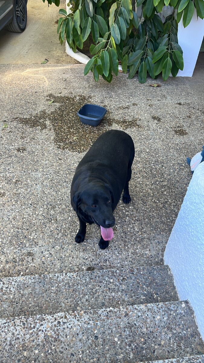 Labrador negro en las tinajas