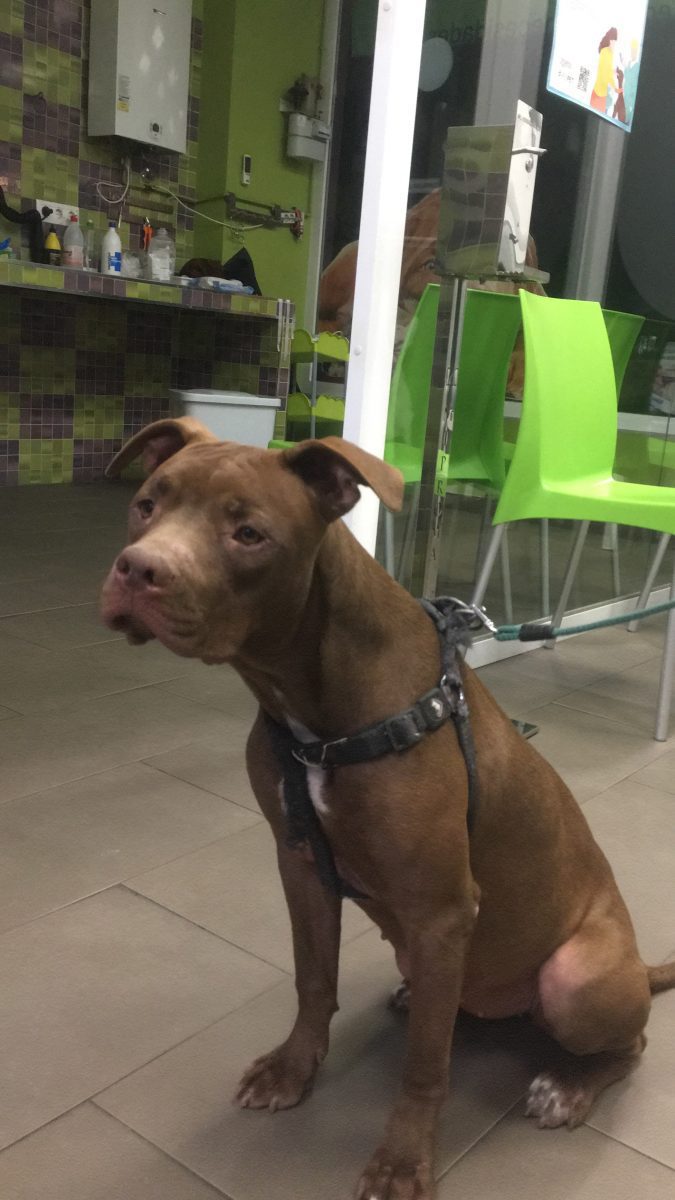 Pitbull encontrado en mairena