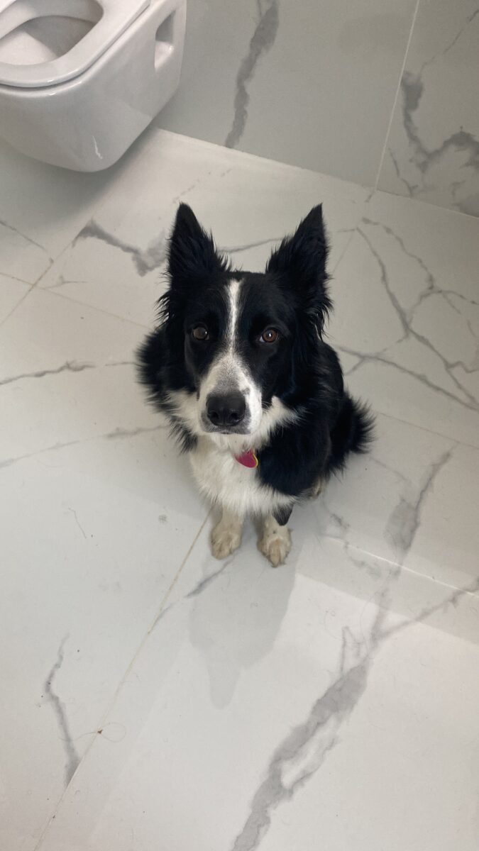 Border collie hembra
