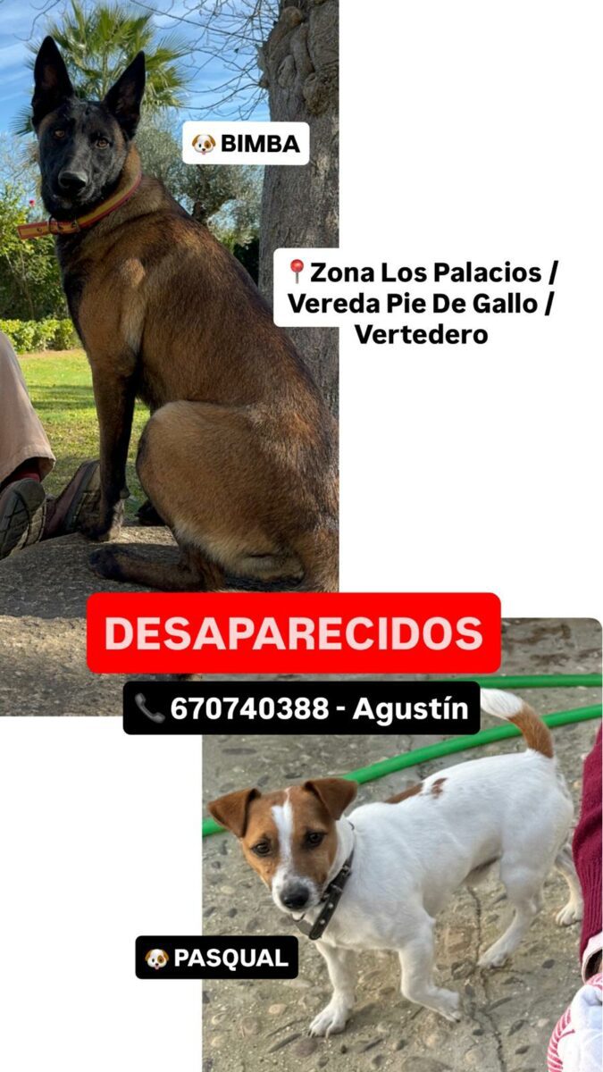 Jack Russel macho y Pastor Belga Mallinois hembra perdidos en Los Palacios