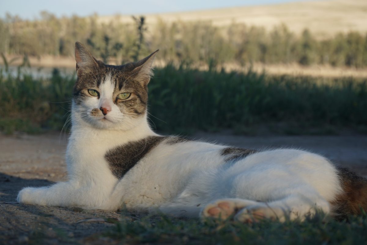 Gata Perdida