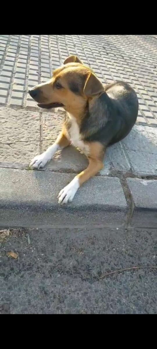 PERRITA BODEGUERA encontrada en CAMAS