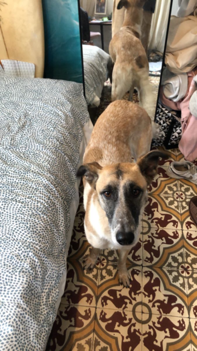 ‼️NECESITO AYUDAA‼️ Mi perrita se escapó el dia 23 ha medio dia , es una mezcla de mastín y galgo muy muy asustadiza con la gente y con todo en general porfavor es urgente no sabes que hacer no paramos de buscarla