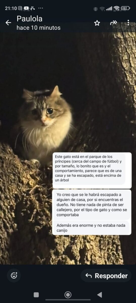 Gato encontrado en el parque de los príncipes cerca del campo futbol
