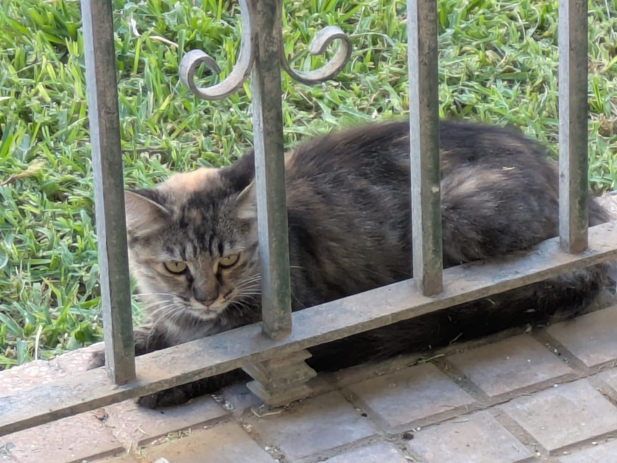 ENCONTRADA GATA