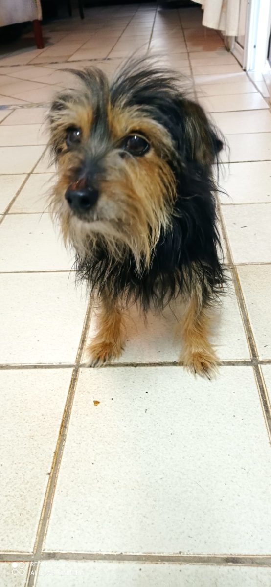 LOCALIZADO EL PROPIETARIO DE LA PERRITA YORKSHIRE