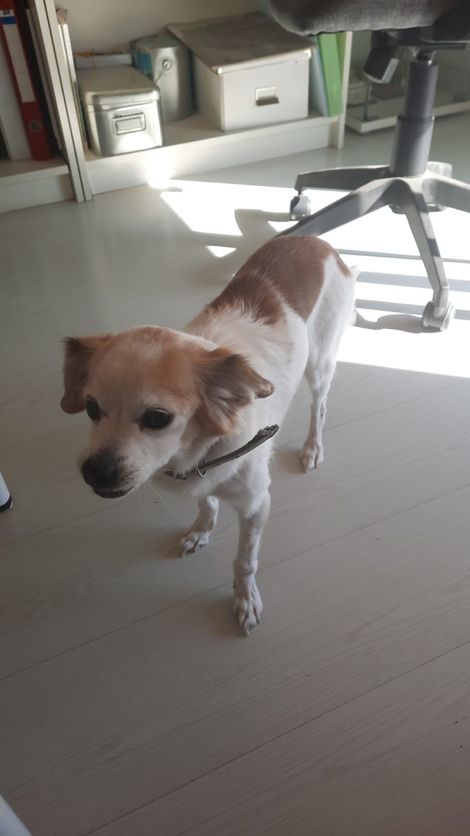 Perrita encontrada
