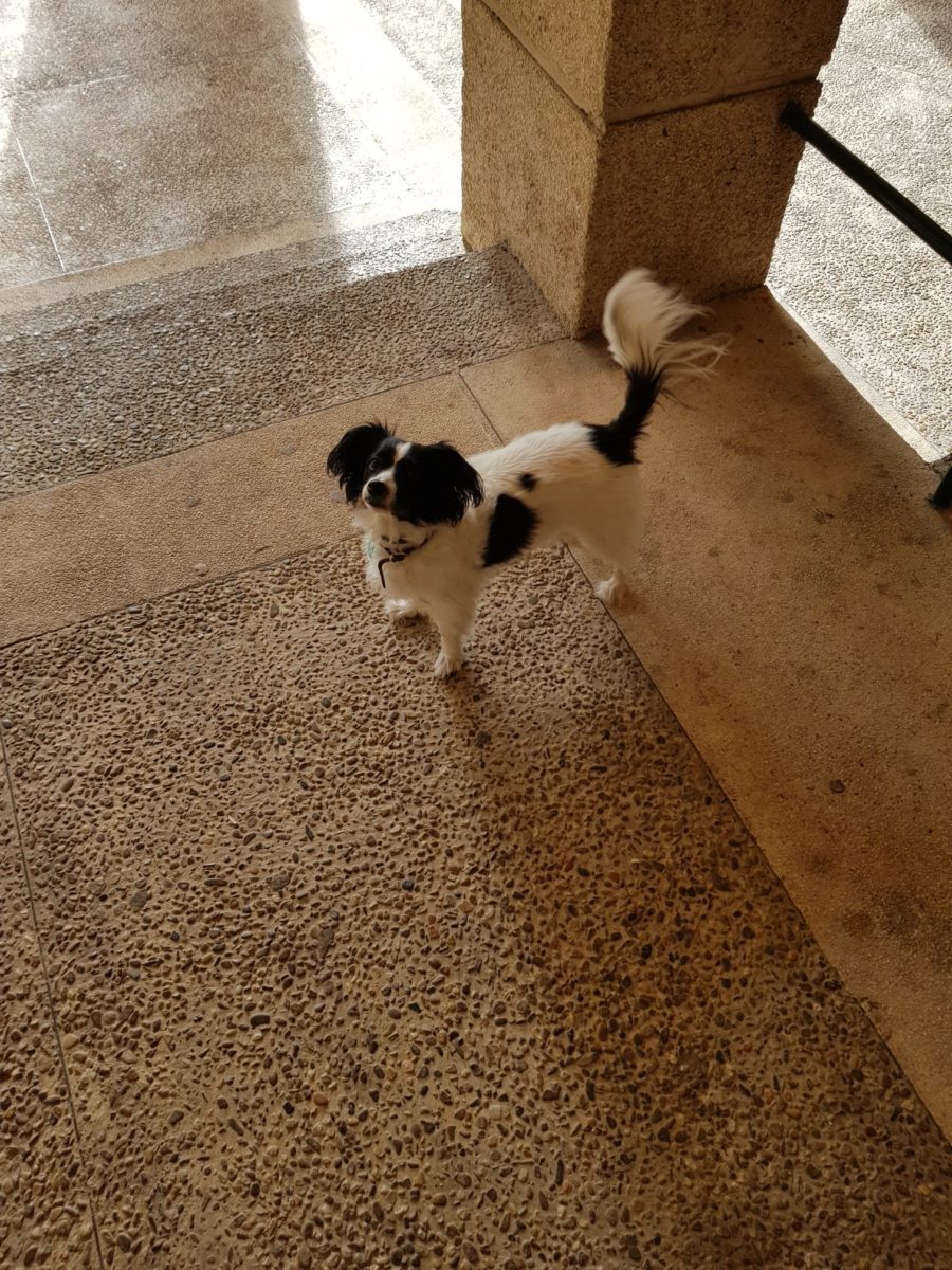 Perrita Pérdida Sevilla-Nervion