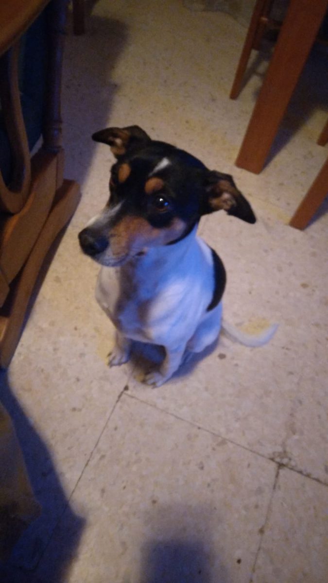 Bodeguera pérdida junto a perrito marrón