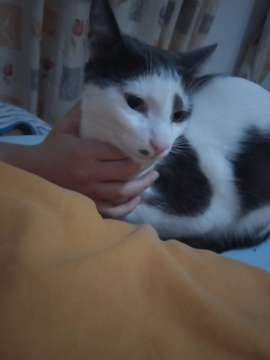 Gato perdido